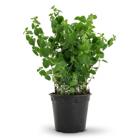Price: €10.9 - 15.000 Semena Divlji - Grcki Origano (Origanum vulgare) -