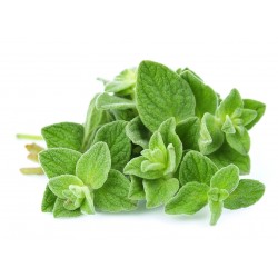 15.000 Semena Divlji - Grcki Origano (Origanum vulgare) 15 - 3