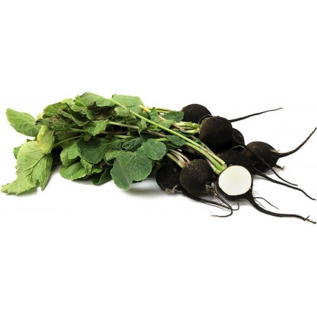 Price: €8 - Crna Zimska Rotkva 3.000 Semena (Raphanus sativus var.major) -