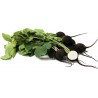 Price: €8 - Crna Zimska Rotkva 3.000 Semena (Raphanus sativus var.major) - 