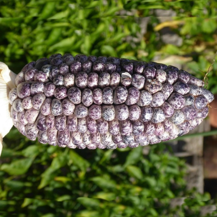 Peruvian B-V-W Giant Corn Seeds Kuyu Chuspi - 2.205