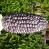Peruvian B-V-W Giant Corn Seeds Kuyu Chuspi