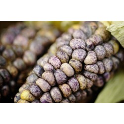 Peruanska Majs "K'uyu Chuspi" Cancha Svart Violett Vit Frön 2.45 - 8