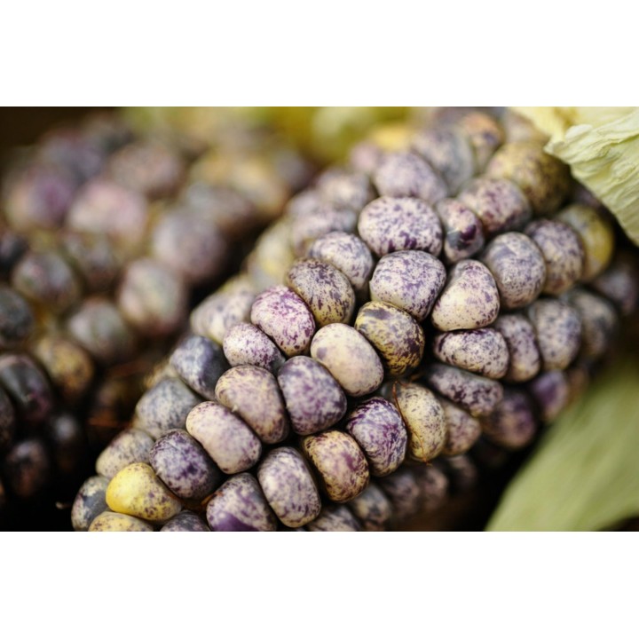 Peruvian B-V-W Giant Corn Seeds Kuyu Chuspi - 2.205