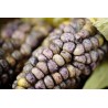 Graines de maïs géantes péruviennes n-v-b Kuyu Chuspi | 2,45 €