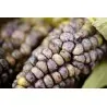 Peruvian B-V-W Giant Corn Seeds Kuyu Chuspi