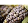 Sementes milho gigante v-p-b peruano Kuyu Chuspi