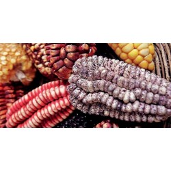 Peruanska Majs "K'uyu Chuspi" Cancha Svart Violett Vit Frön 2.45 - 9