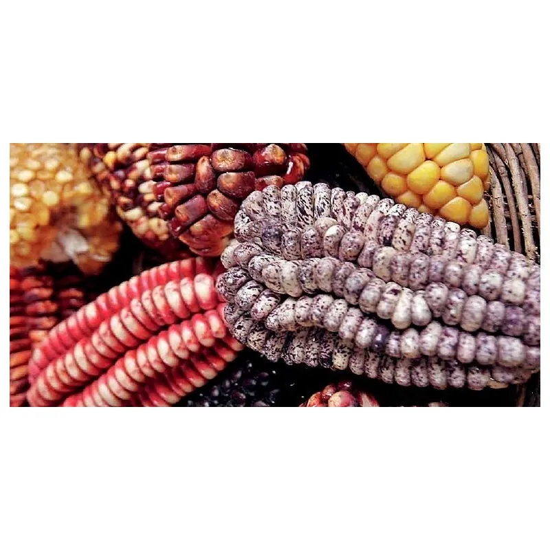 Peruvian B-V-W Giant Corn Seeds Kuyu Chuspi