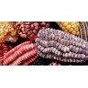 Peruviansk s-v jätte majsfrön Kuyu Chuspi | 2,45 €