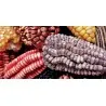 Peruvian B-V-W Giant Corn Seeds Kuyu Chuspi