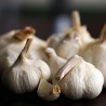 Price: €2.95 - German Extra Hardy Garlic cloves - Seeds Gallery
