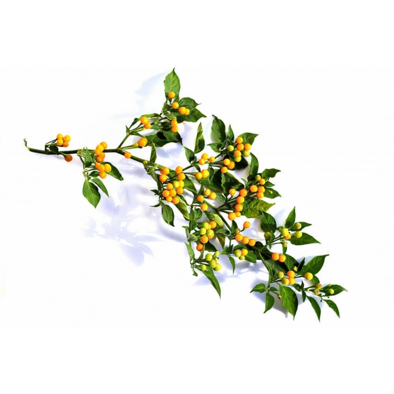 Price: €2.25 - Sementes de pimenta Charapita ou charapilla - Seeds Gallery