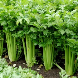 Price: €9.95 - 15.000 Semi Di Sedano Celery Tall Utah - 