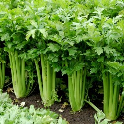 15.000 Semi Di Sedano Celery Tall Utah 9.95 - 2