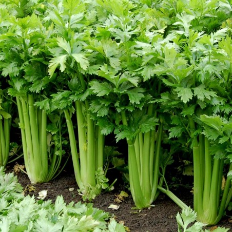 15.000 Seeds Celery ''Utah'' | 9,95 €