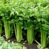 15.000 Seeds Celery ''Utah'' | 9,95 €