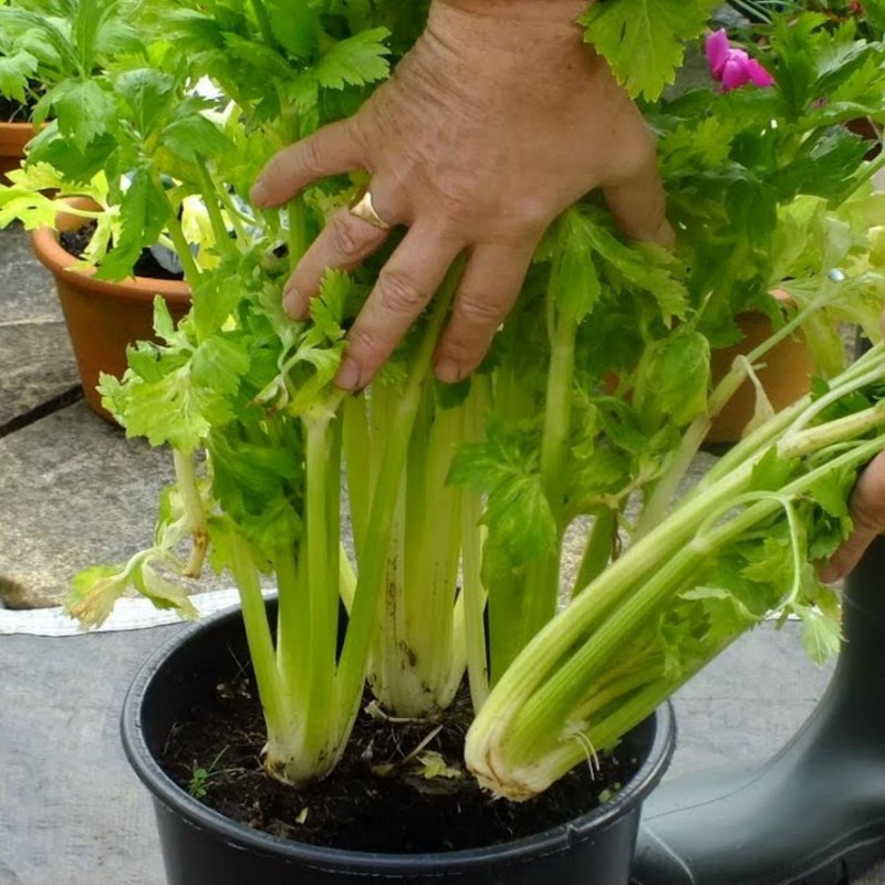 15.000 Seeds Celery ''Utah'' | 9,95 €