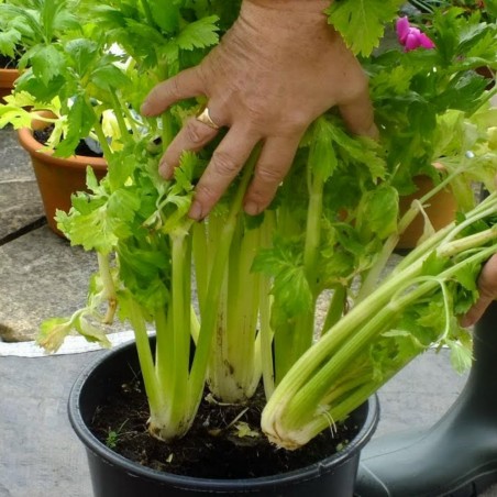 15.000 Seeds Celery ''Utah'' | 9,95 €