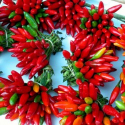 Italian PEPERONCINI Hot Chili Seeds 1.55 - 2