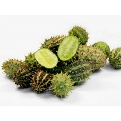 Price: €1.95 - Sementes de pepino da Zâmbia (Cucumis Zambianus) - 
