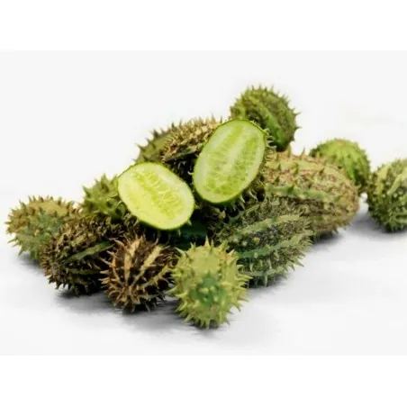 Zambiska gurka frön (Cucumis Zambianus)