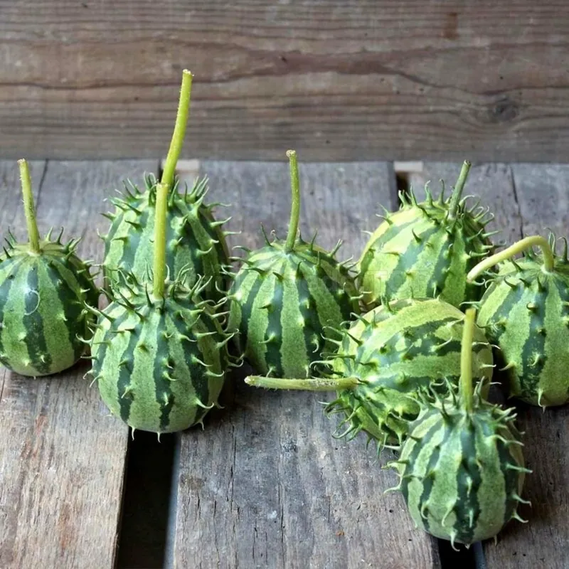Zambiska gurka frön (Cucumis Zambianus)