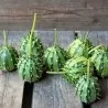 Zambiska gurka frön (Cucumis Zambianus)