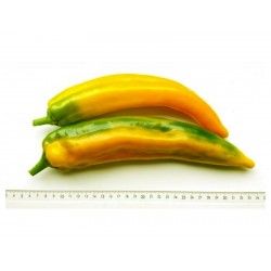 Price: €1.65 - Sementes de pimentão dourado Marconi - Seeds Gallery