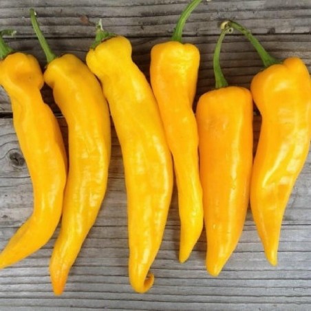 Price: €1.65 - Marconi Golden söt paprika frön - Seeds Gallery