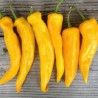 Price: €1.65 - Marconi Golden söt paprika frön - Seeds Gallery