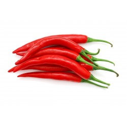 Hot Chilli Pepper RING OF FIRE Seeds 1.7 - 1