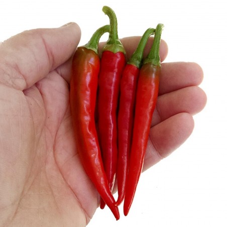 Price: €1.7 - Σπόροι πιπεριά Τσίλι RING OF FIRE - 