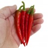 Price: €1.7 - Sementes de Pimenta RING OF FIRE - 