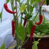 Price: €1.7 - Sementes de Pimenta RING OF FIRE - 