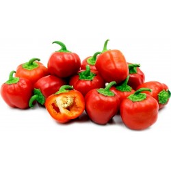 Price: €1.5 - Σπόροι Μίνι γλυκό πιπεριές MINI BELL κόκκινος - Seeds Gallery