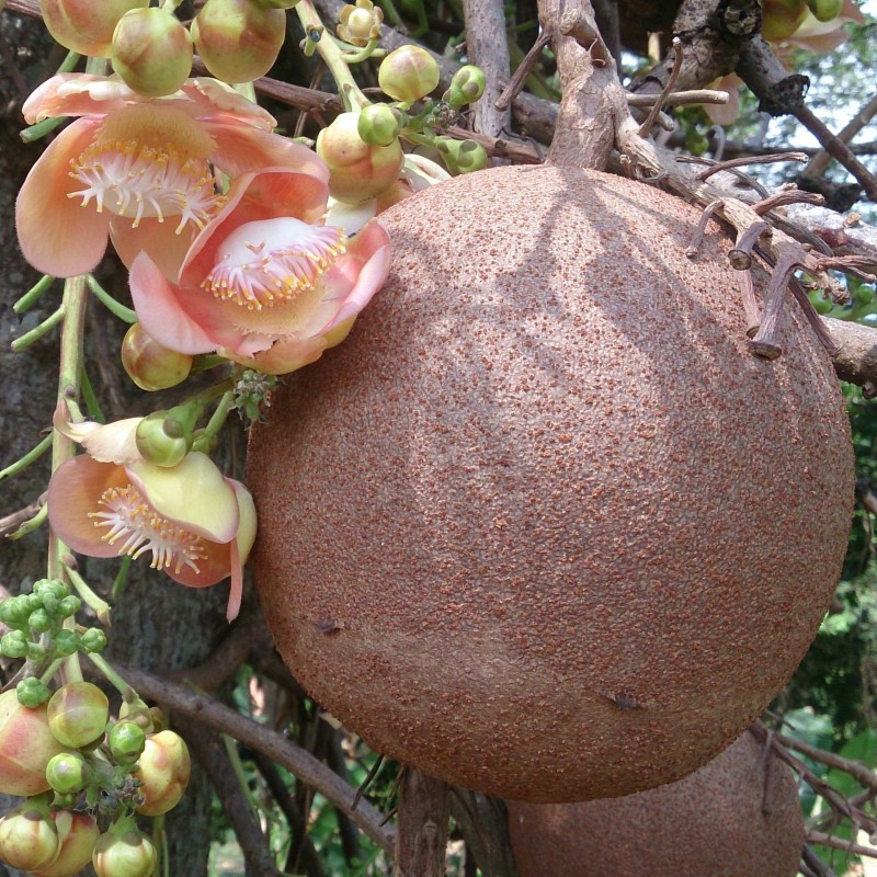 Graines de Boulet De Canon (Couroupita guianensis) 4.95 - 1