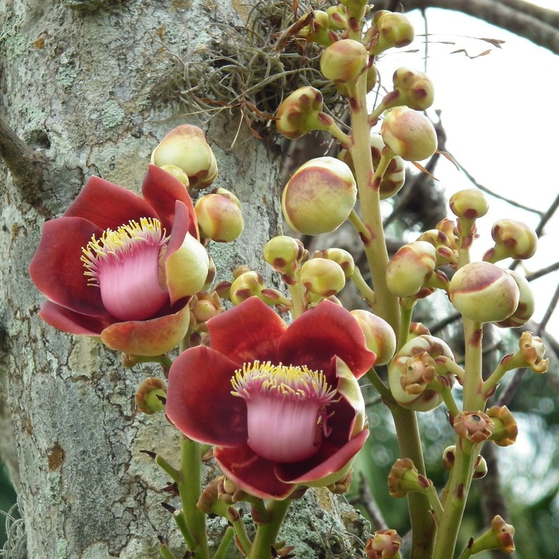 Sementes de Abricó-De-Macaco (Couroupita guianensis) | 4,95 €