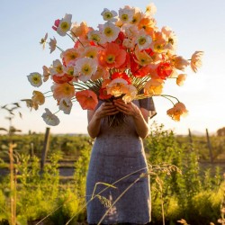 Sementes De Flor Papaver Shirley Poppy 2.05 - 4