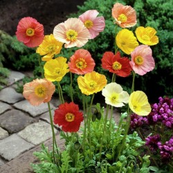 Shirley Poppy Seeds Mixed Colors, Decorative, Ornamental 2.05 - 1