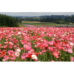 Shirley Poppy Seeds Mixed Colors, Decorative, Ornamental 2.05 - 2