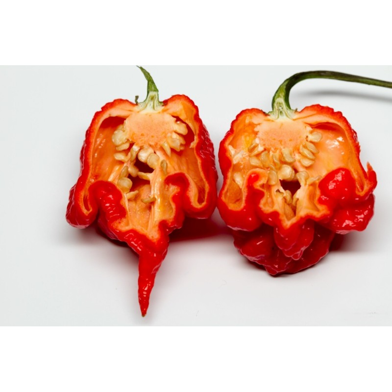 Sementes de Pimenta Carolina Reaper (vermelha, marrom, amarela)