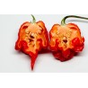 Sementes de Pimenta Carolina Reaper (vermelha, marrom, amarela)