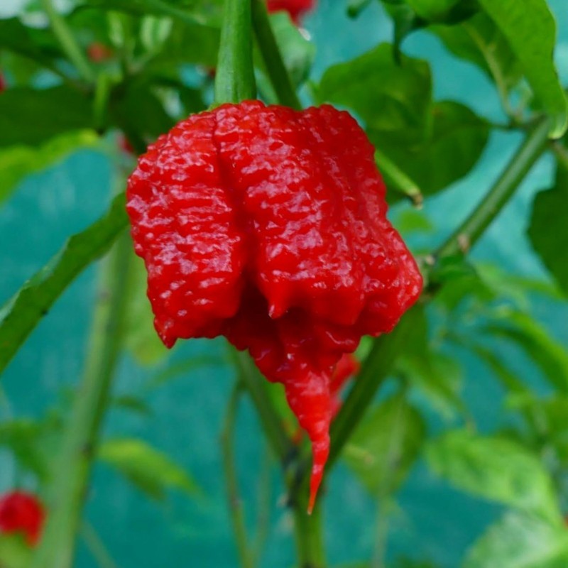 Sementes de Pimenta Carolina Reaper (vermelha, marrom, amarela)