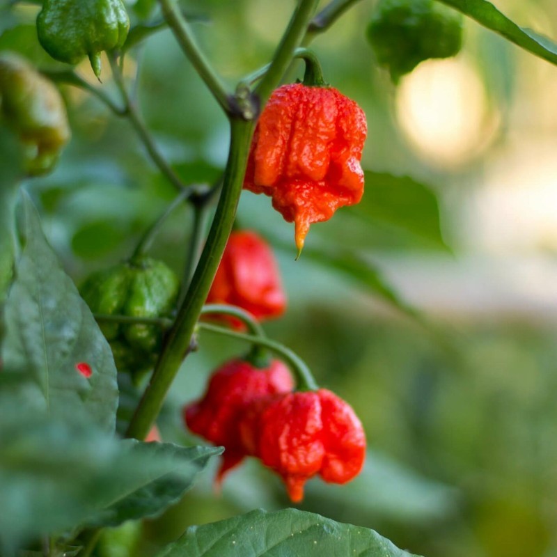 Sementes de Pimenta Carolina Reaper (vermelha, marrom, amarela)