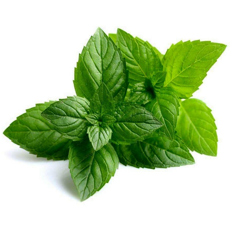 Pepparmynta Frön (Mentha ×piperita) 2.5 - 4