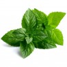 Price: €2.5 - Semi di Menta Piperita - 