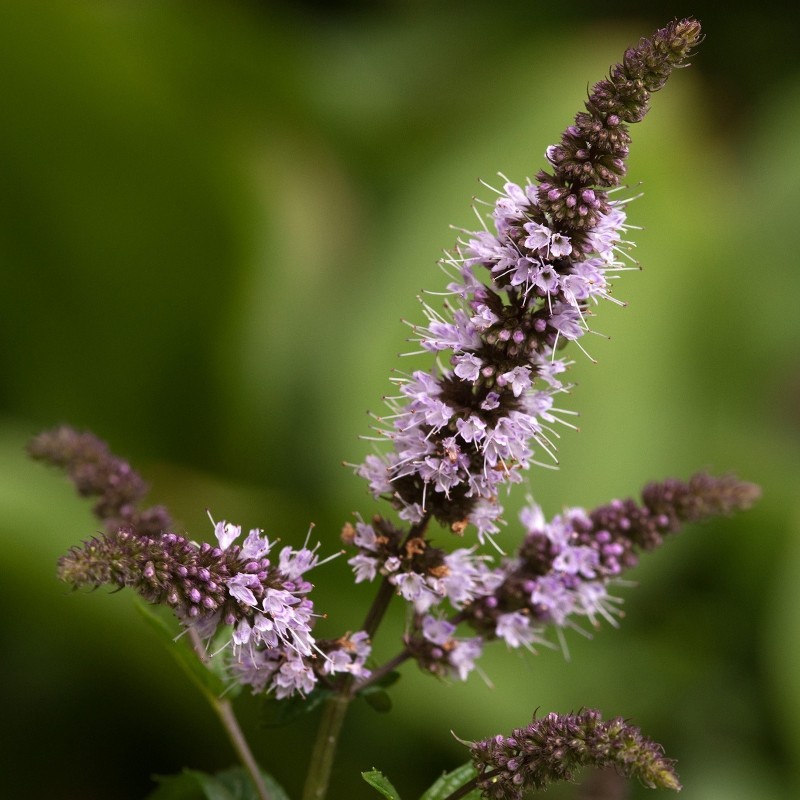 Price: €2.5 - Graines de Menthe poivrée (Mentha piperita) - 