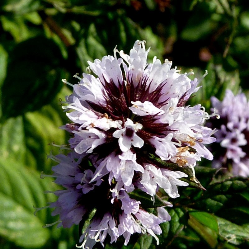 Price: €2.5 - Semillas de Menta Piperita, Monte Yuyo - 