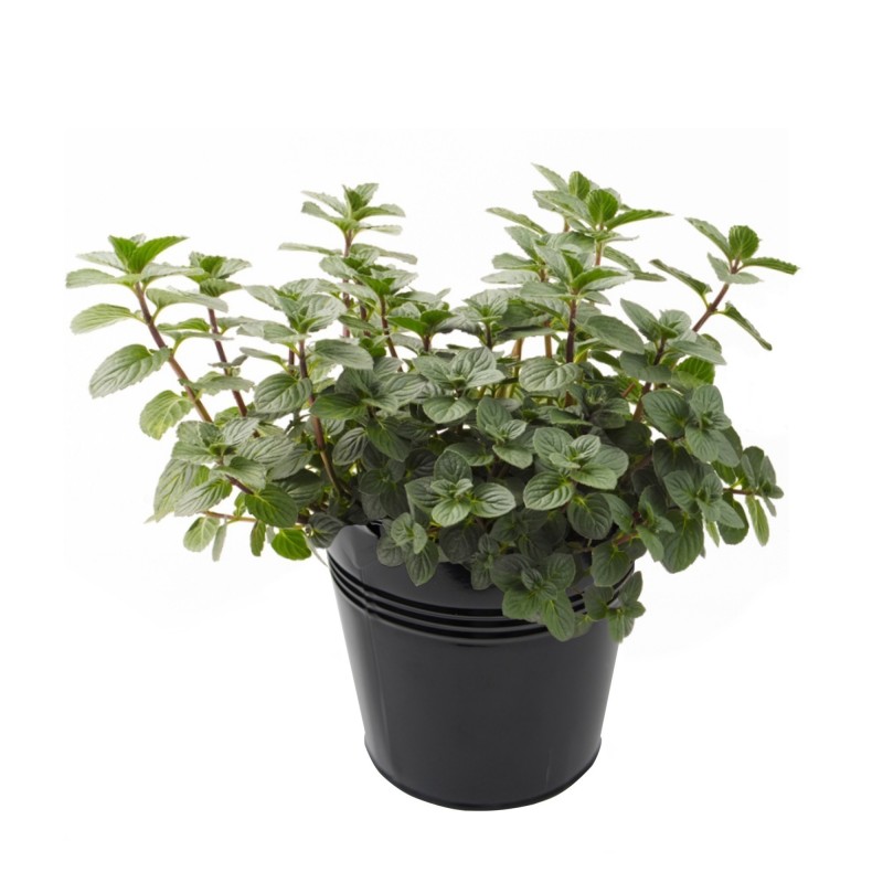 Price: €2.5 - Semi di Menta Piperita - 